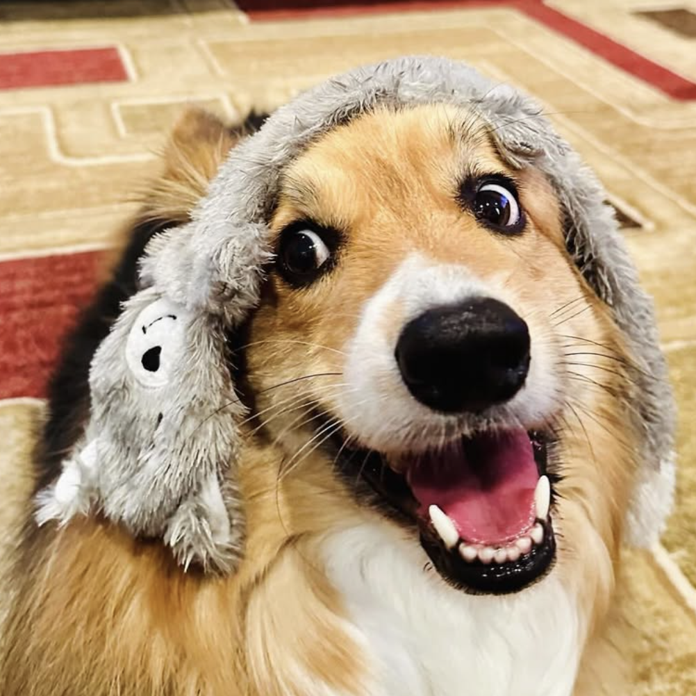 Loki the dog