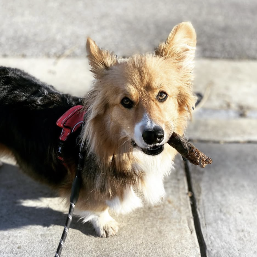 Loki the dog