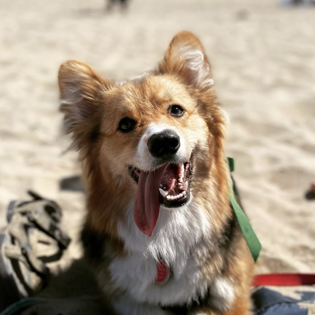 Loki the dog